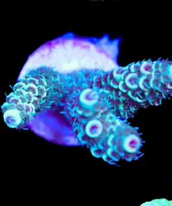 Wysiwyg Fuzzy Forest Acropora Frag [F206]