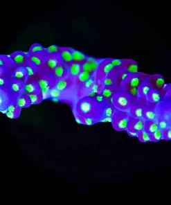Wysiwyg Bonsai Valida Frag [F206]