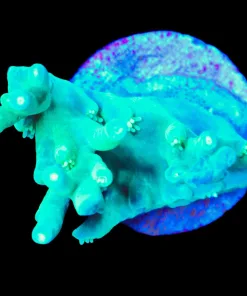 Wysiwyg Deepwater Tabling Acropora Farg [F207]