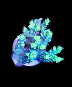 Wysiwyg The Hulk Acropora Frag [F209]