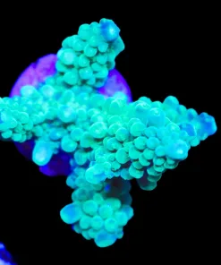 Wysiwyg Massive Acropora Secale Frag [F210]