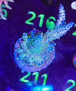 Wysiwyg XL Bonsai Frag | Near Mini Colony Size [F211]