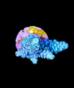 Wysiwyg Blue Jedi Acropora Hokesemai Frag [F212]