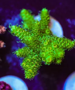Wysiwyg Fuzzy Forest Millepora Large Frag [F213]
