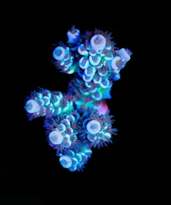 Wysiwyg Acropora Tenis Frag [F214]
