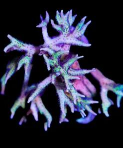 Wysiwyg Massive Two Tone Birdsnest Frag [F215]