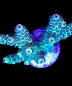 Wysiwyg Fuzzy Forest Acropora Frag [F216]