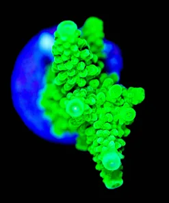 Wysiwyg Bali Green Slimer Frag [F217]