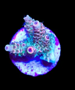 Wysiwyg Small Acro Frag [F217]