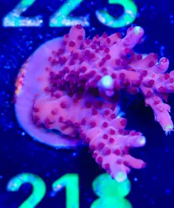 Wysiwyg Large Red Acropora Frag [F218] *Free Shipping ! Minimum $249 livestock spend*