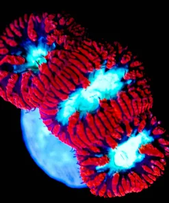 Wysiwyg 3x Candy Apple Blastomussa Frag [F22]