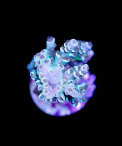 Wysiwyg Stumpy Acropora Tenuis Frag [F221]