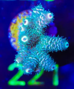 Wysiwyg Fuzzy Forest Acropora Frag [F221]