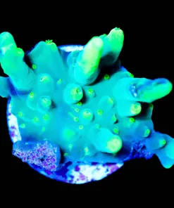 Wysiwyg Small Acropora Caroliniana Frag [F222]