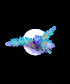Wysiwyg Acropora Small Frag [F222]