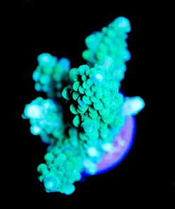 Wysiwyg MAssive Acropora Secale Frag [F225]