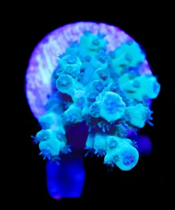 Wysiwyg ACropora Florida Frag [F225]