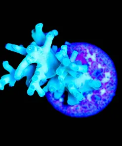 Wysiwyg Acropora Enchinata Frag [F226]