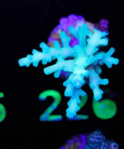 Wysiwyg Acropora Enchinata Frag | Rare [F226]