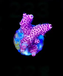 Wysiwyg Firestick Acropora Frag [F228]