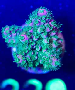 Wysiwyg Acropora Abratoindes Frag [F229]