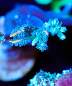 Wysiwyg Small Clove Polyp Frag [F23]