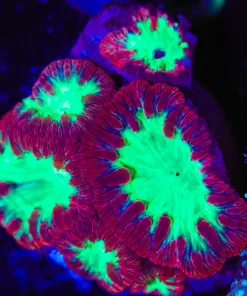 Wysiwyg Blastomussa Coral Frag [F23]