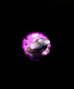 Wysiwyg Small Blue Digtiata Frag [F230]