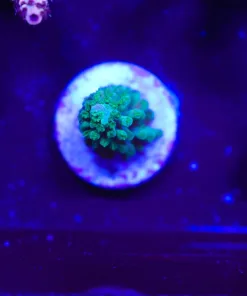Wysiwyg Small Acropora Frag [F230]
