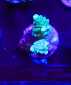 Wysiwyg Small Acropora Frag [F231]