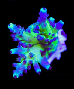 Wysiwyg Miyagi Tortusa Acropora Frag [F232]