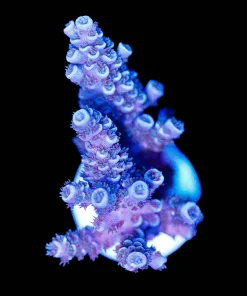 Wysiwyg Large Blue Tenuis Acropora Frag [F233]