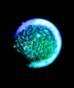 Wysiwyg Acropora Humilis Frag [F234]