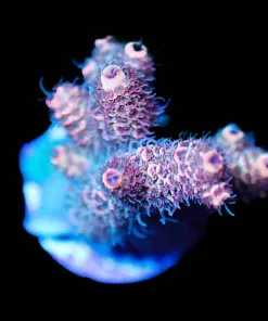Wysiwyg Orange Sunset Millepora [F234]