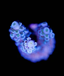 Wysiwyg Blue Tenuis Acropora Frag [F236]