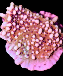 Wysiwyg Reef Raft Nauti Spiral Montipora Frag [F236]