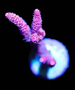 Wysiwyg Bubblegum Millepora Frag | Large [F237]