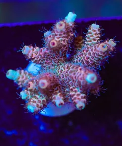 Wysiwyg Peachy Glow Millepora Large Frag [F237]
