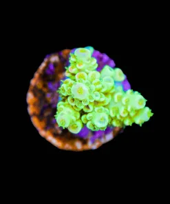 Wysiwyg Golden Tarantula Frag [F238]