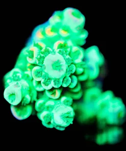 Wysiwyg Golden Tarantula Frag [F238] *Free Shipping ! No Minimum Livestock Spend*