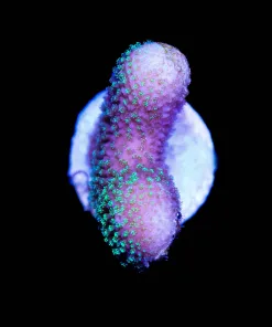 Wysiwyg Yellow Pocillipora Frag [F239]