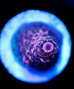 Wysiwyg Acropora Frag [F239]