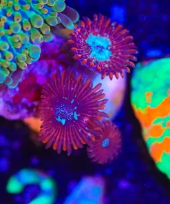 Wysiwyg Magician Zoanthid Frag [F24]