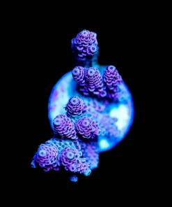 Wysiwyg Tabling Acropora Frag [F240]