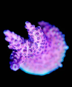 Wysiwyg Reef Raft Pink Cadillac Acropora Frag [F241]