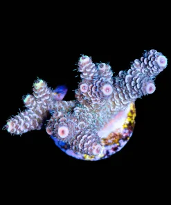 Wysiwyg Acropora Frag [F242]
