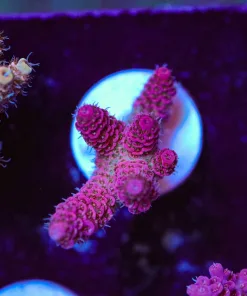 Wysiwyg Bubblegum Millepora Frag [F243]