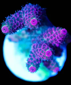 Wysiwyg Watermelon Acropora Frag [F244]