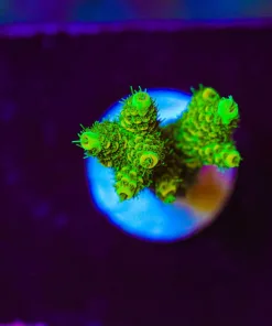 Wysiwyg Sunset Millepora Frag [F244]