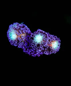 Wysiwyg Purple Stylophora Frag [F246]